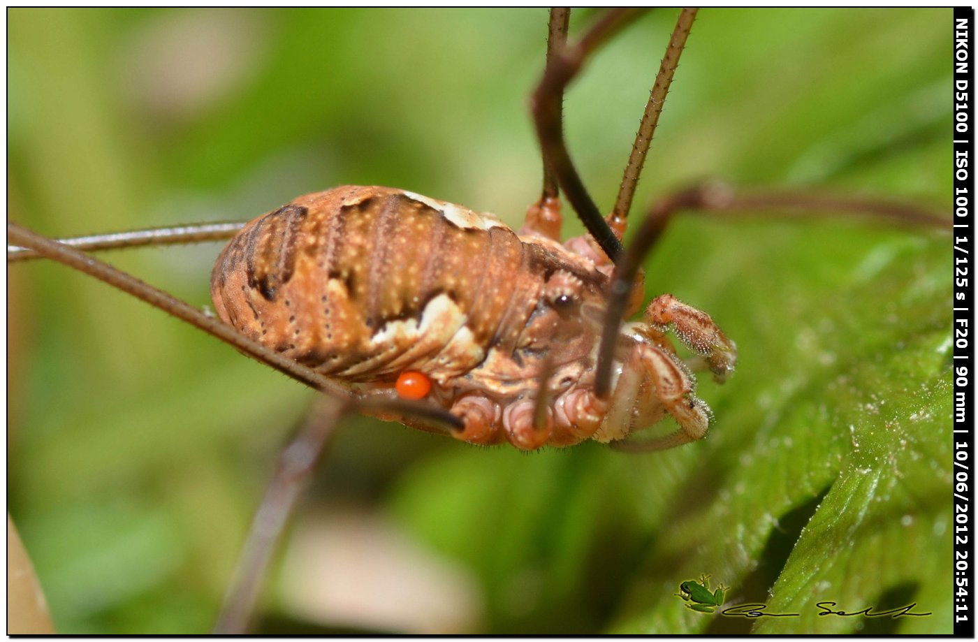 Dasylobus argentatus da Villanova Monteleone No 178